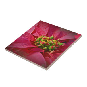 Red Poinsettia - Kerstmis Tegeltje