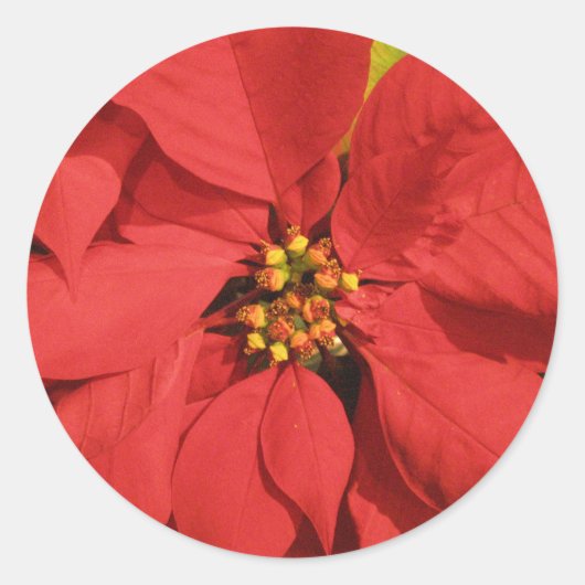 Red Poinsettia Ronde Sticker (Voorkant)