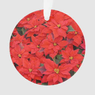 Red Poinsettias I Christmas Holiday Floral Photo