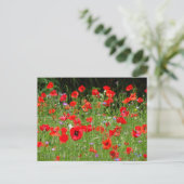 Red Poppies Champ do-it-yourself carte postale (Debout devant)