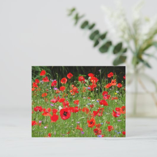 Red Poppies Champ do-it-yourself carte postale (Debout devant)