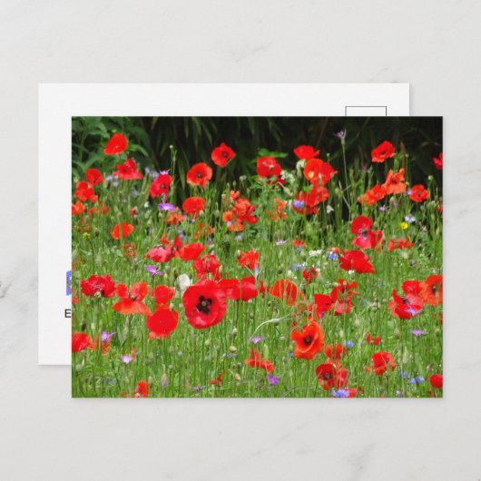 Red Poppies Champ do-it-yourself carte postale (Devant / Derrière)