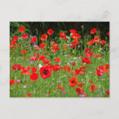 Red Poppies Champ do-it-yourself carte postale (Devant)