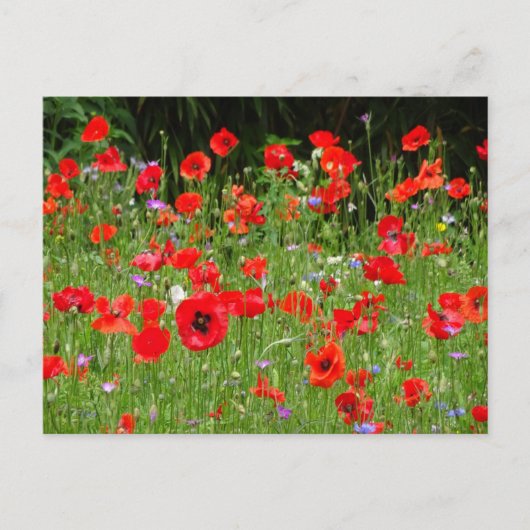 Red Poppies Field DIY Briefkaart (Voorkant)