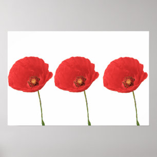 Red Poppies Poster afdrukken