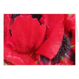 Red Poppy