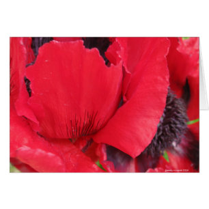 Red Poppy