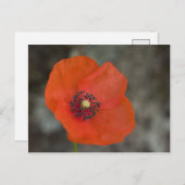 Red Poppy Briefkaart (Voorkant / Achterkant)