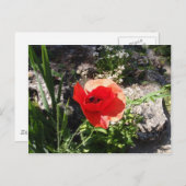 Red Poppy Briefkaart (Voorkant / Achterkant)