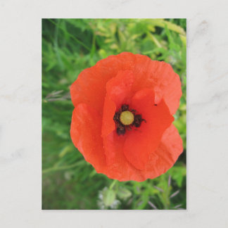Red Poppy Briefkaart