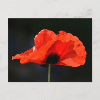 Red Poppy Briefkaart