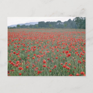 Red Poppy field, Kent, Engeland bloemen Briefkaart