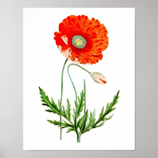 Red Poppy Flower Wall Decor Print #4 (Voorkant)