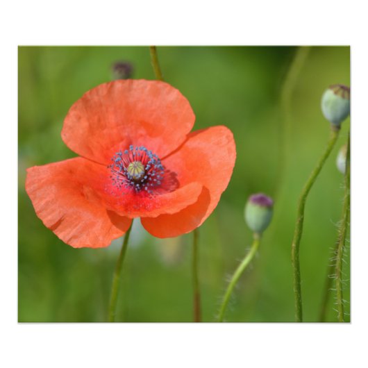 Red Poppy Foto Afdruk (Voorkant)