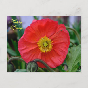 Red Poppy Happy Spring Briefkaart
