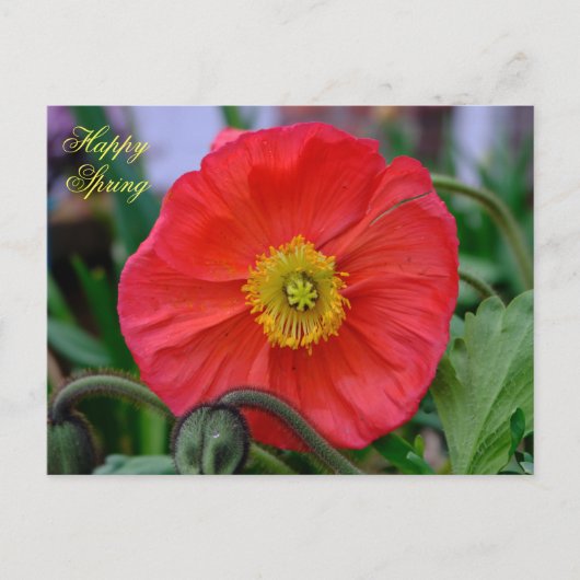 Red Poppy Happy Spring Briefkaart (Voorkant)