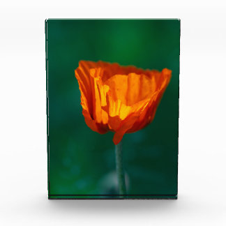 Red Poppy Macro Photography Poster Fotoblokken