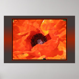 Red Poppy Poster