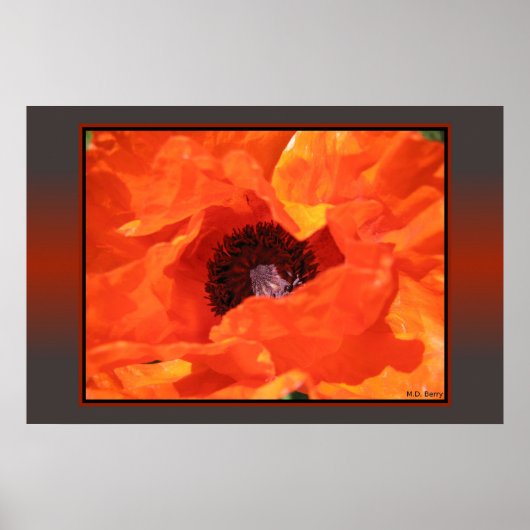 Red Poppy Poster (Voorkant)
