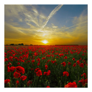Red Poppy Sunset Perfect Poster