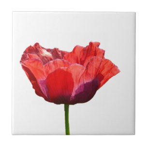 Red Poppy Tile Tegeltje