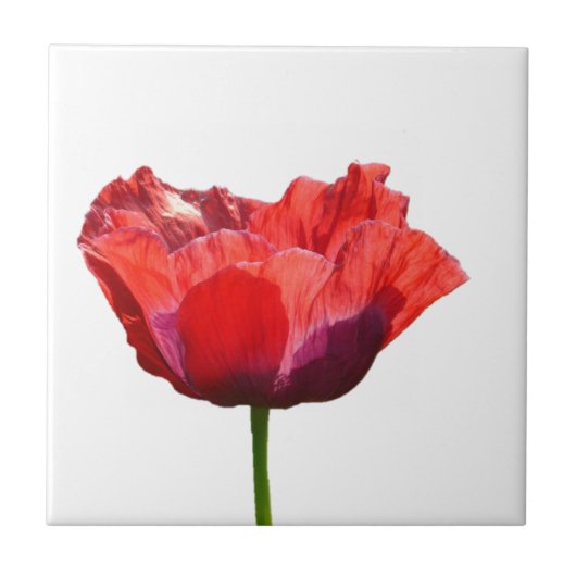 Red Poppy Tile Tegeltje (Voorkant)