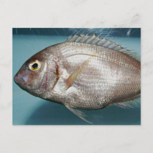 Red Porgy Briefkaart