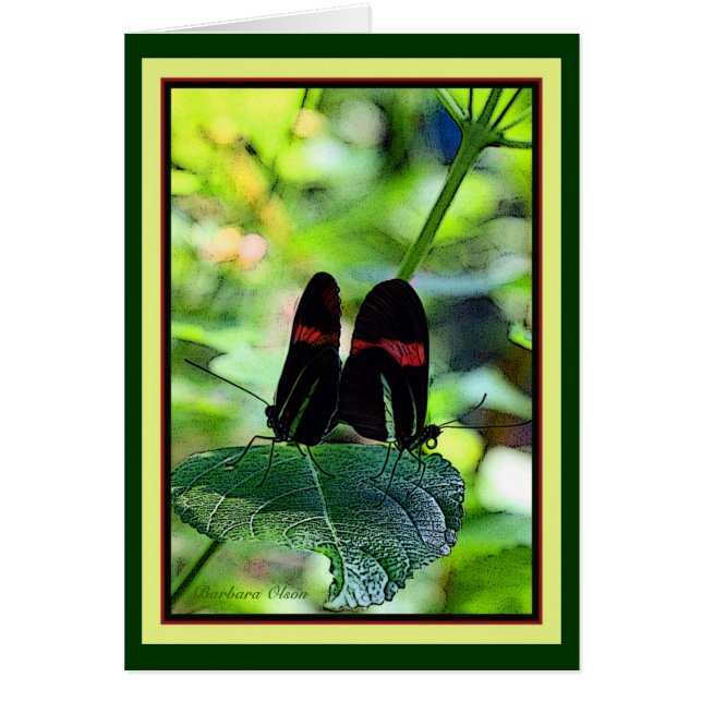 Red Postman : papillon (Devant)