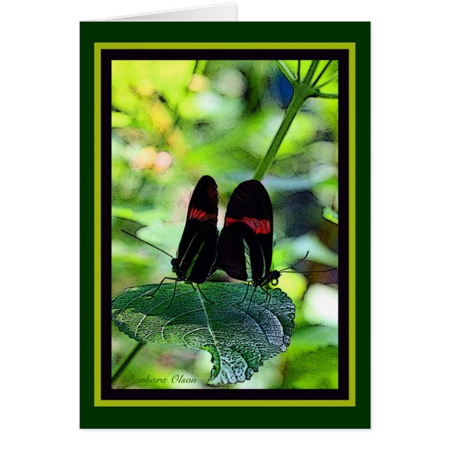 Red Postman : papillon (Devant)