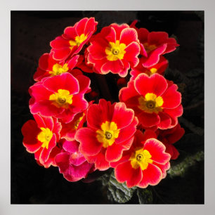 Red Primula in lente Poster