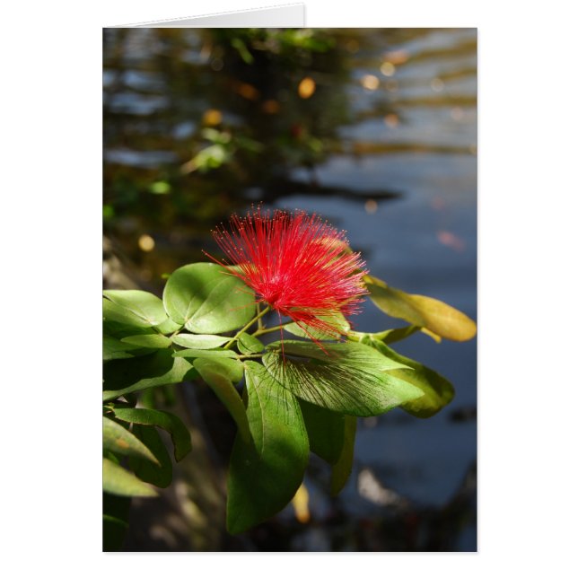 Red Puff (Devant)