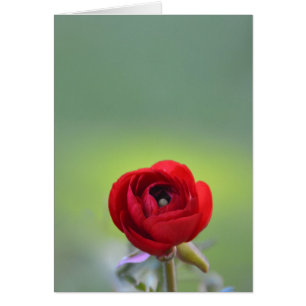 Red Ranunculus Blossom