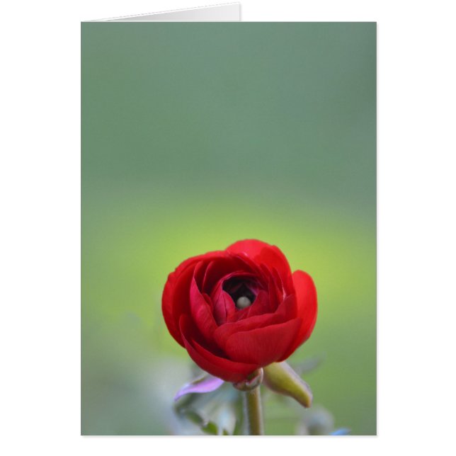 Red Ranunculus Blossom (Voorkant)