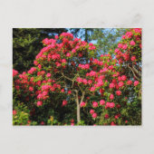Red Rhododendrons Bute Park, Cardiff, Wales Postca Briefkaart (Voorkant)
