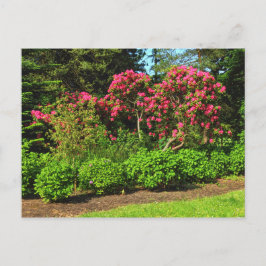 Red Rhododendrons Bute Park, Cardiff, Wales Postca Briefkaart