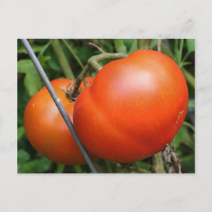 Red Ripe Garden Tomates Nature Photo Carte postale