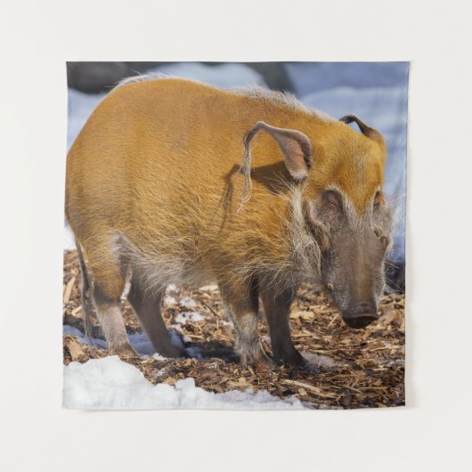 Red River Hog in de sneeuw Wandkleed (Voorkant)