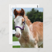 Red Roan Colt Briefkaart (Voorkant / Achterkant)