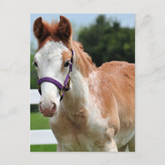 Red Roan Colt Briefkaart