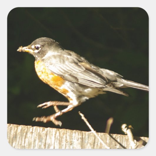 Red Robin Bobbin Vierkante Sticker (Voorkant)