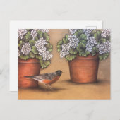 Red Robin en White Geraniums Briefkaart (Voorkant / Achterkant)