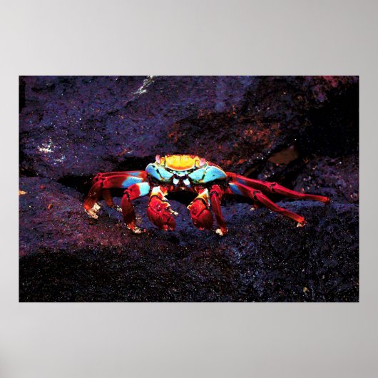 Red Rock Crab Poster (Voorkant)