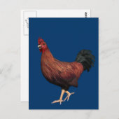 Red Rooster Briefkaart (Voorkant / Achterkant)