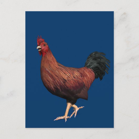 Red Rooster Briefkaart (Voorkant)