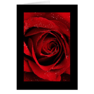 Red Rose