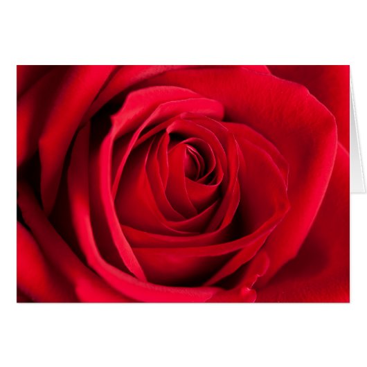 Red Rose (Voorkant Horizontaal)
