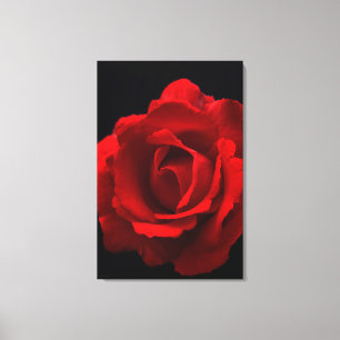 Red Rose 24x36 (60x90cm) Canvas Afdruk