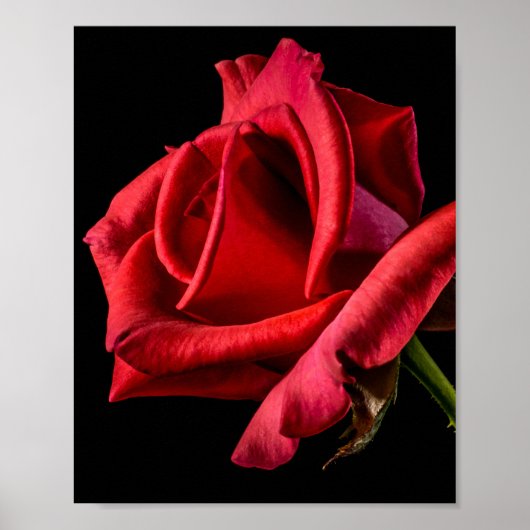 Red Rose against Black Background Poster (Voorkant)