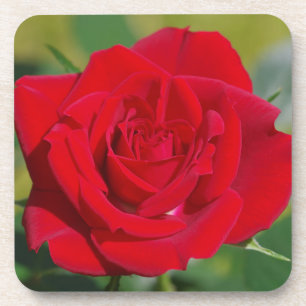 Red Rose Beauty Onderzetter