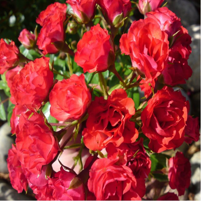 Red Rose beeldhouwwerk Staand Fotobeeldje (Voorkant)